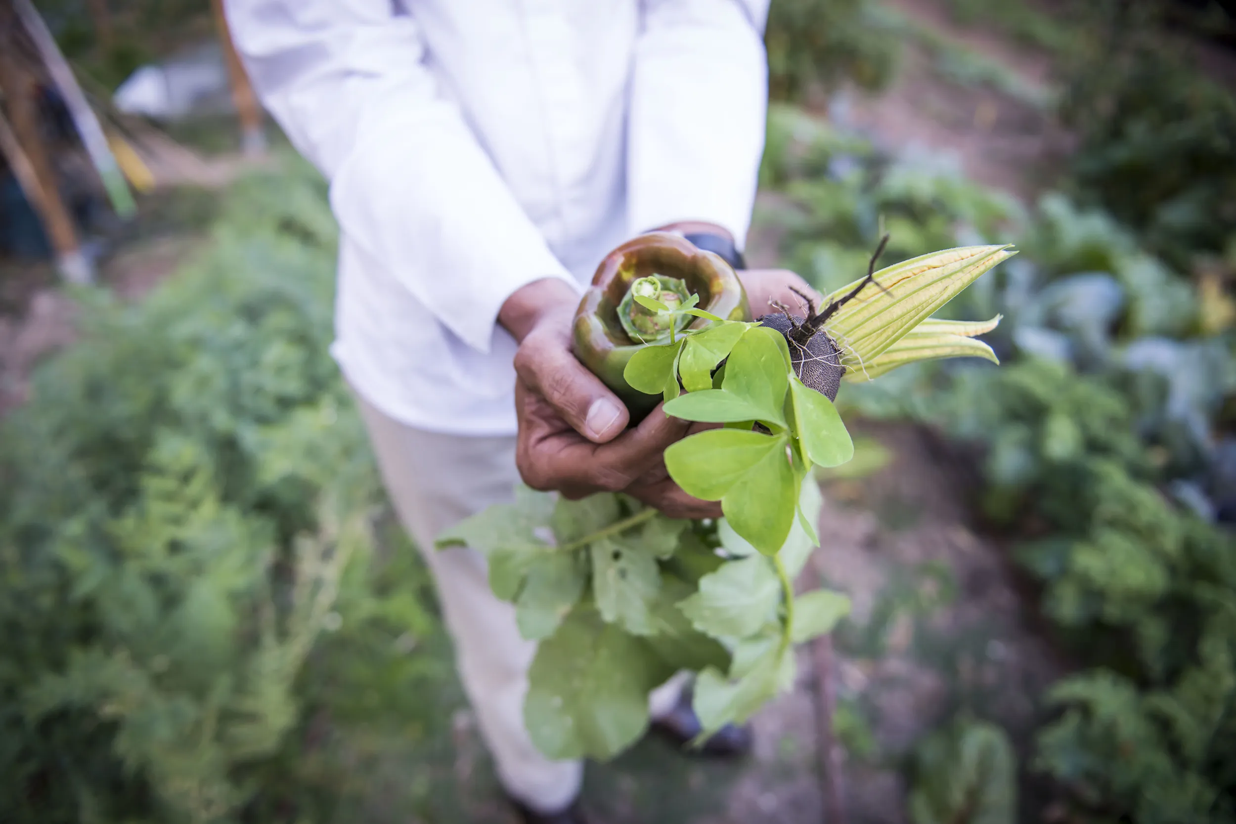 <p>Marcel Ravin is Executive Chef at the Monte-Carlo Bay Hotel &#038; Resort </p>

