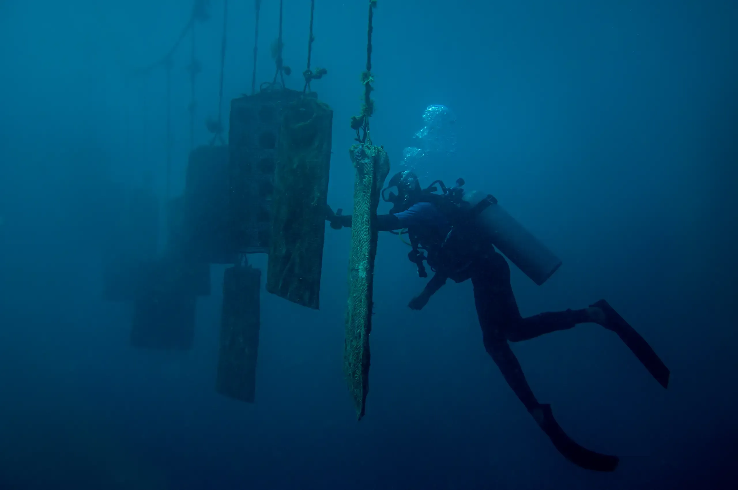 An AUTORE diver tending suspended pearl oyster panels beneath the sea