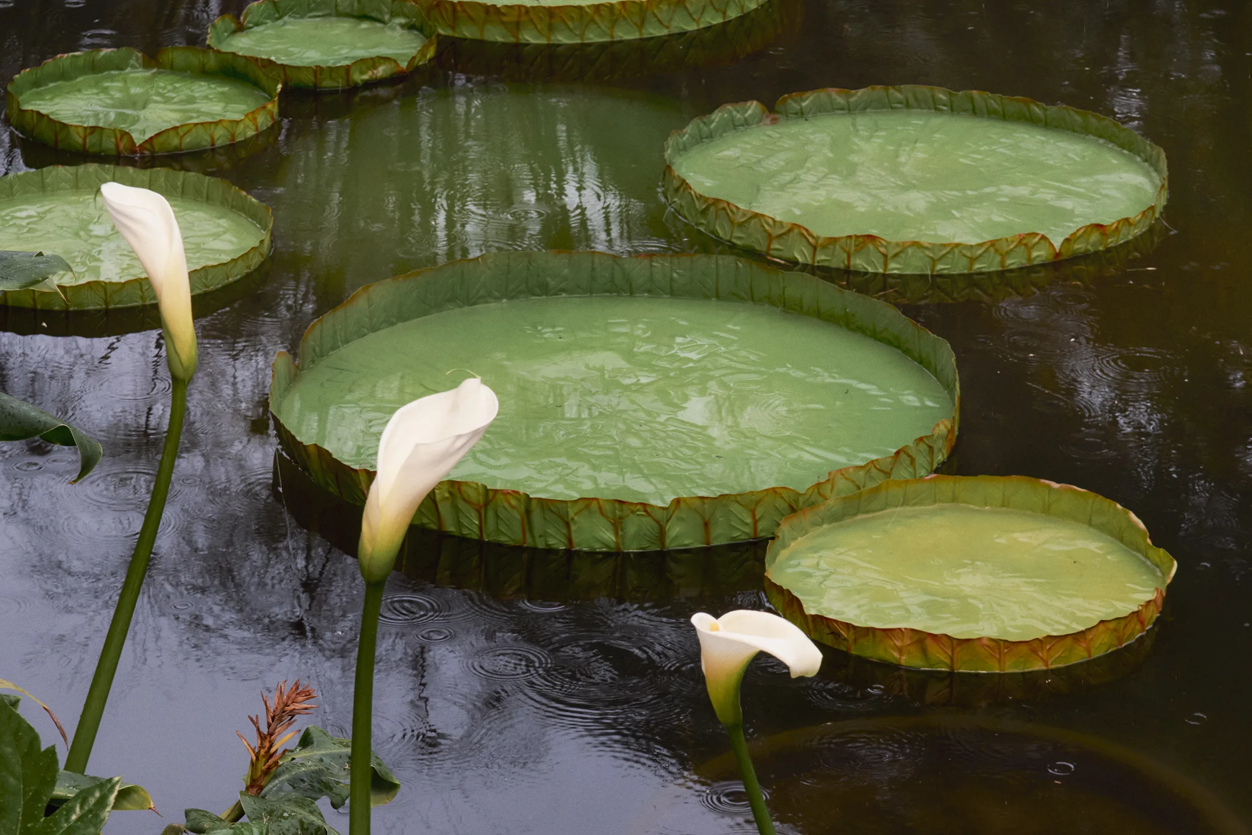 <p>Nature has been a major source of inspiration for Van Cleef &amp; Arpels ever since the first Marguerite clip debuted in 1907</p>
