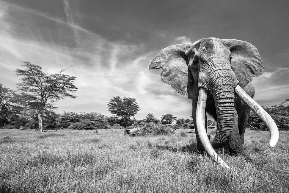 <p>Image of Craig the elephant who inspired the Patrick Mavros elephant collection</p>