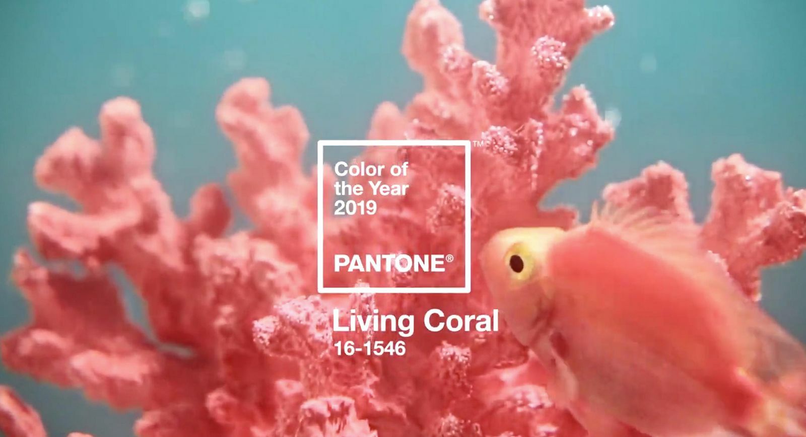 живой коралл назван цветом 2019 года по PANTONE