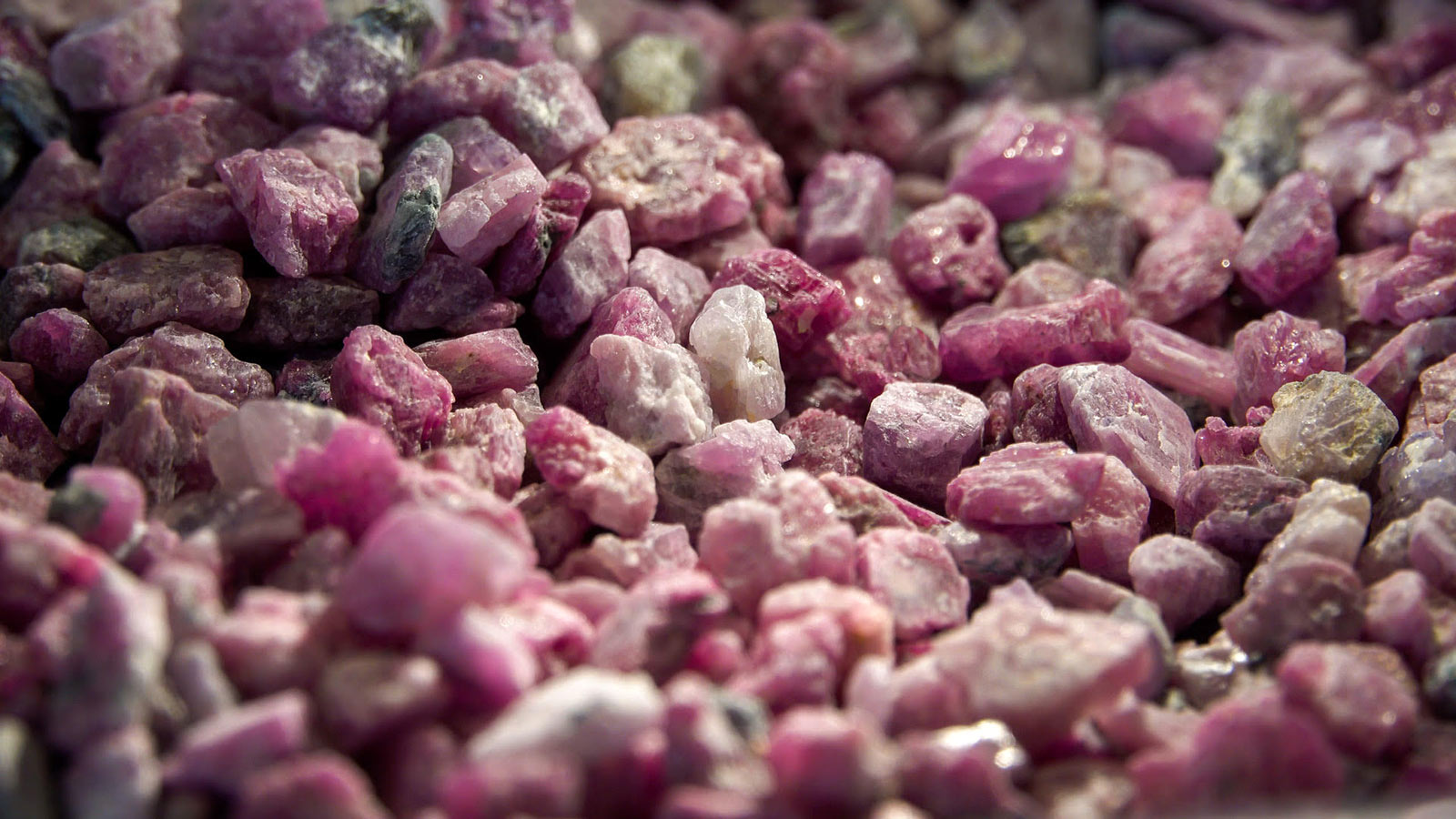 A selection of the Greenlandic Aappaluttoq mine rubies 