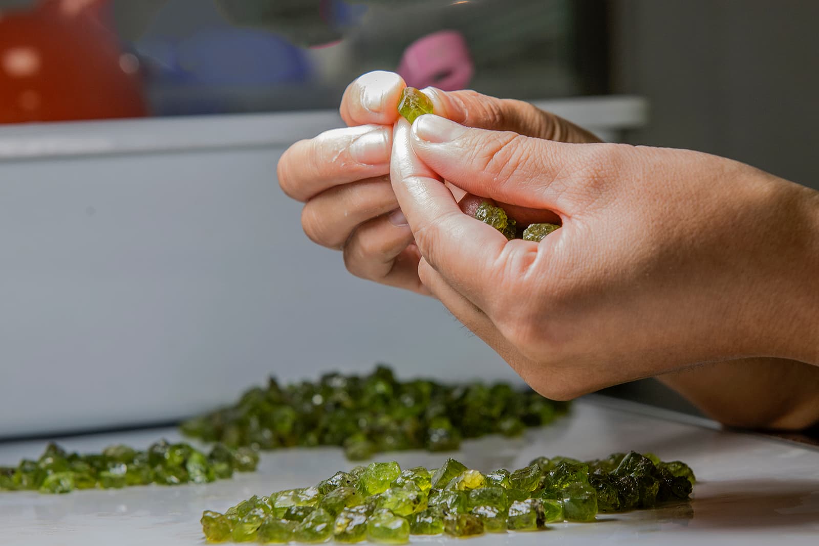 Sorting through the rough peridot discovered at Fuli Gemstones' mine in the foothills of the Changbai Mountains