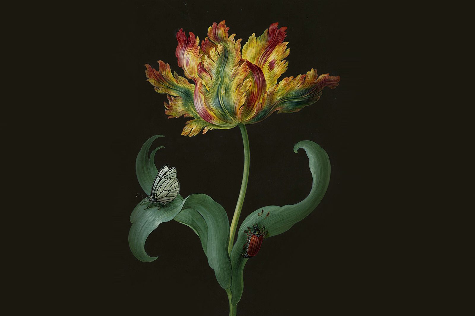 Tulip and Butterfly painting by Barbara Regina Dietzsch
